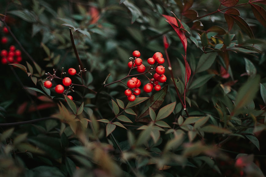 Close-up of vibrant red berries on a dark green bush