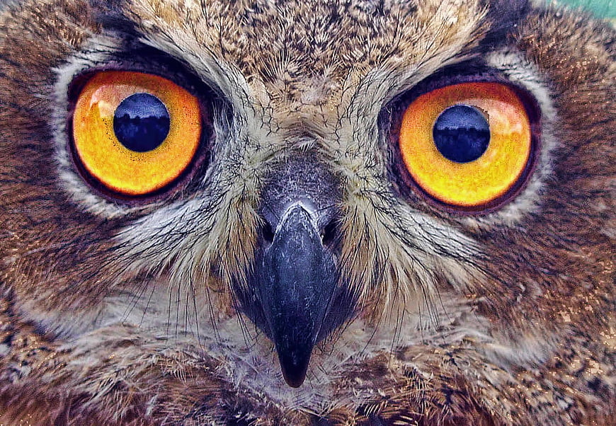 Extreme Close-Up of Owl Face with Intense Orange Eyes