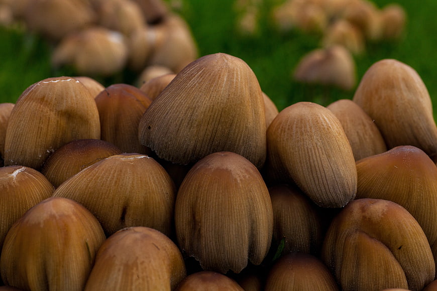 Close-up of brown mushrooms growing in a cluster