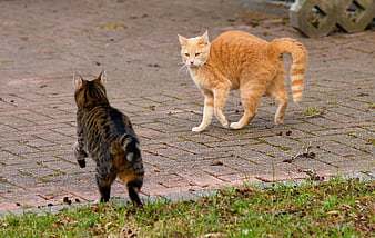 Orange Cat Confronting Tabby Cat on Paved Path