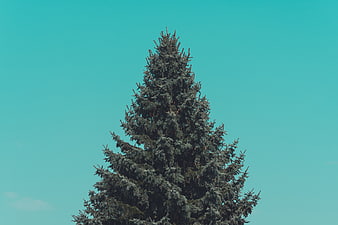 Tall evergreen tree against a solid teal sky background