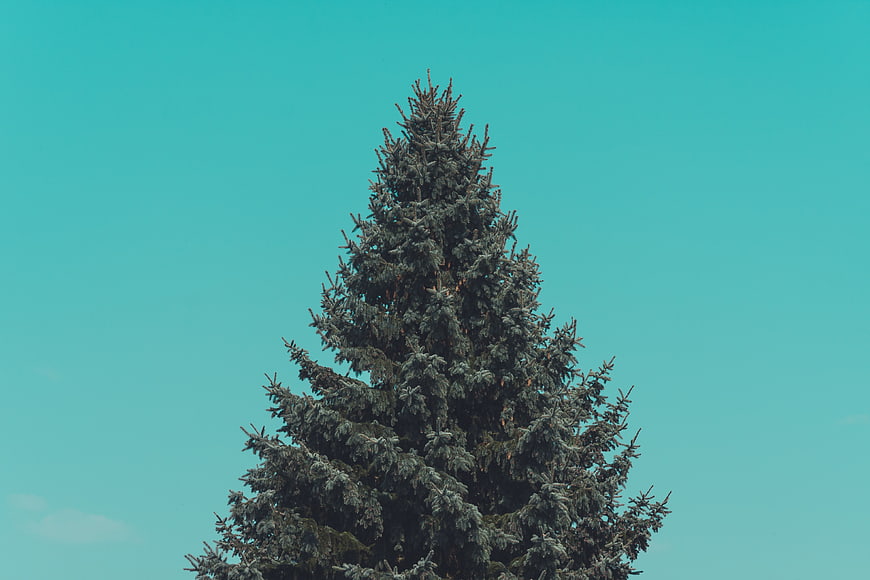 Tall evergreen tree against a solid teal sky background