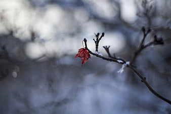 Lone Red Maple Leaf on Snowy Winter Branch