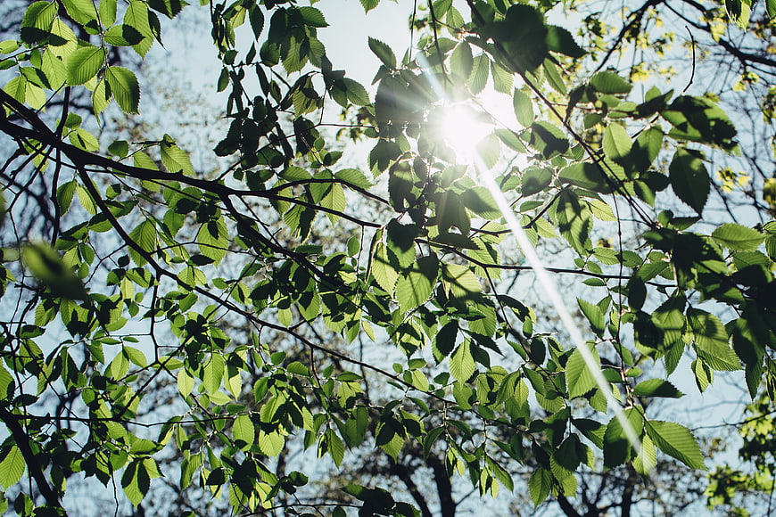 Sunlight shining through green tree leaves against blue sky