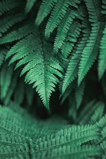 Close-up of lush green fern leaves in a forest