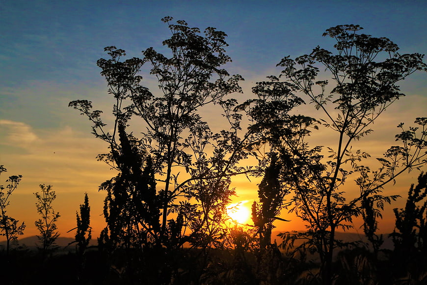 Silhouette of tall plants against a vibrant sunset sky