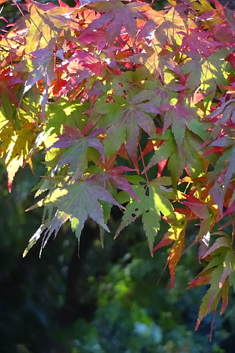 Japanese Maple Branch With Vibrant Autumn Foliage