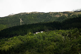 Small white house nestled in lush green mountain forest