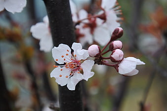 Close-up of white cherry blossoms with raindrops on branch