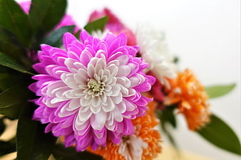 Close-up of vibrant pink and white chrysanthemum flower