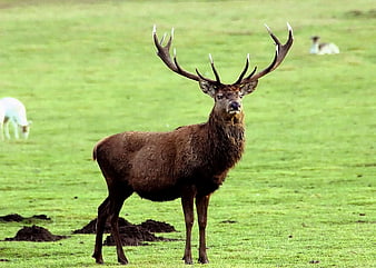Majestic Red Deer Stag Standing In Green Pasture