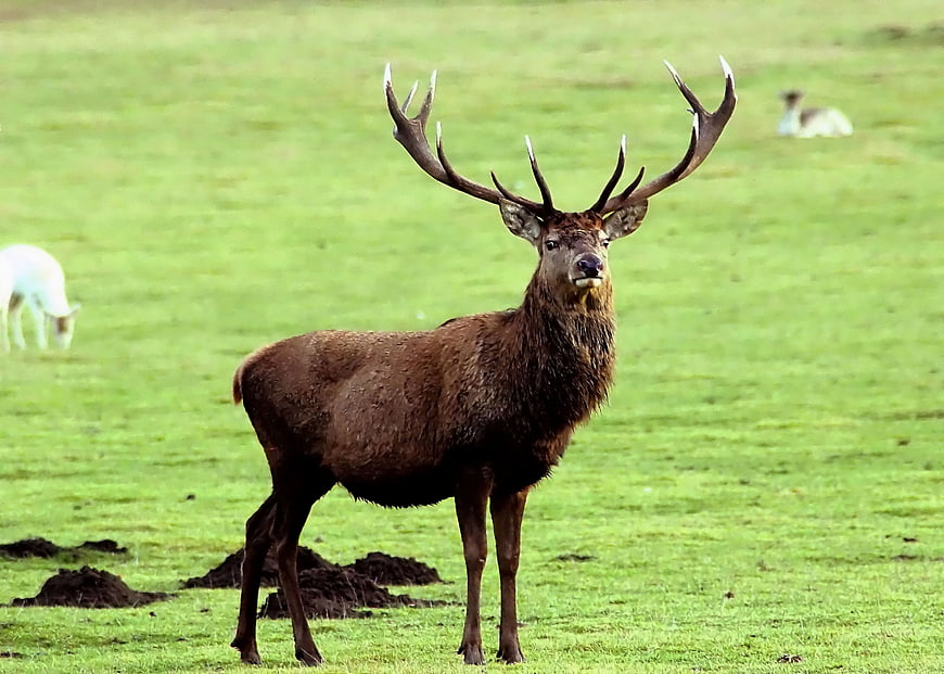 Majestic Red Deer Stag Standing In Green Pasture