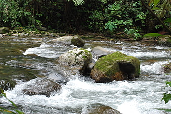 Flowing river with mossy rocks in lush tropical forest