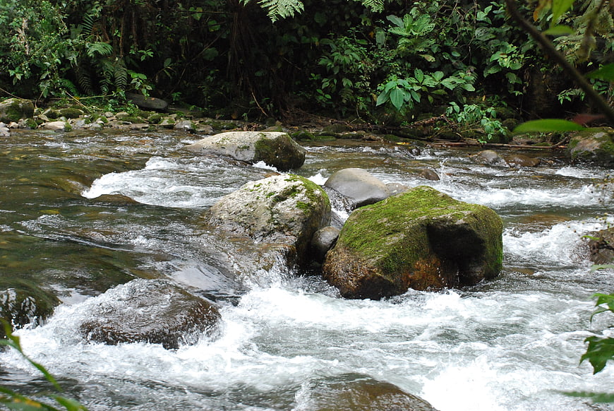 Flowing river with mossy rocks in lush tropical forest