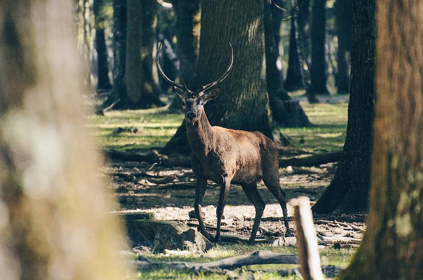 Majestic Red Deer Stag Standing in Sunlit Forest