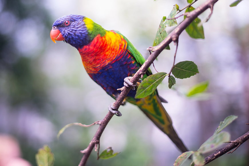 Colorful Rainbow Lorikeet Perched on a Tree Branch