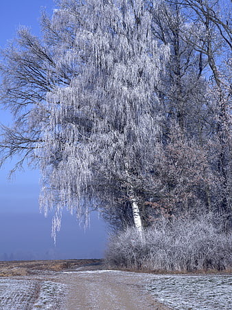 Frost-covered birch tree in winter landscape