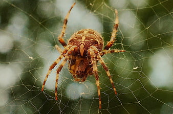 Close-up of a brown garden spider on its web
