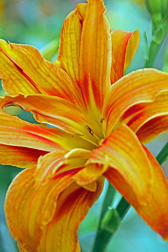 Close-up of vibrant orange and yellow daylily flower