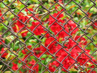 Rusty chain link fence with vibrant red flowers background