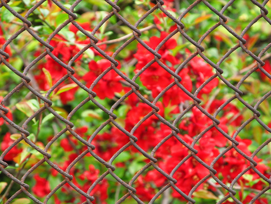 Rusty chain link fence with vibrant red flowers background