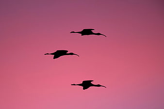 Silhouettes of three birds flying against a pink sunset sky