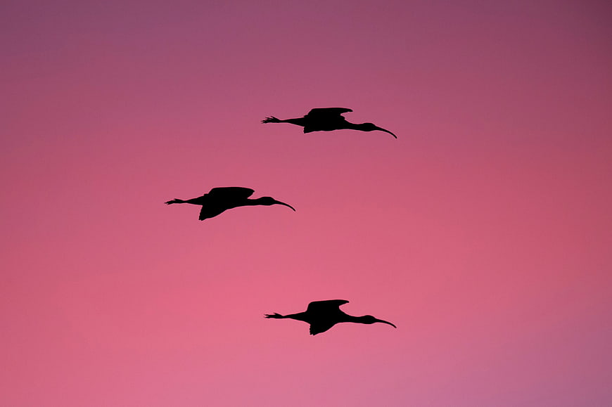 Silhouettes of three birds flying against a pink sunset sky