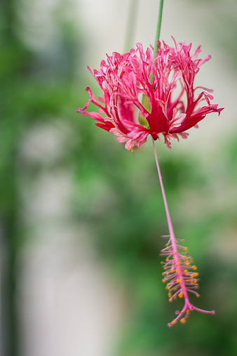 Close-up of a vibrant pink fringed hibiscus flower