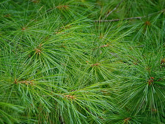 Close-up of vibrant green pine needles texture background