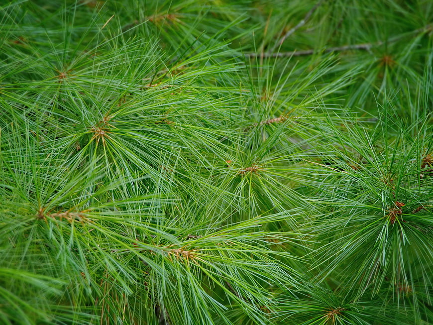 Close-up of vibrant green pine needles texture background