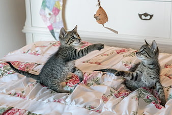 Two playful tabby kittens batting at a hanging toy on a floral bed