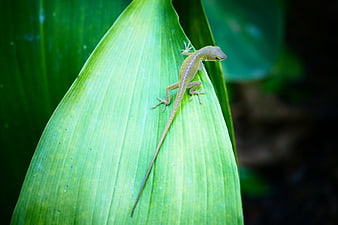 Small green anole lizard perched on a large tropical leaf