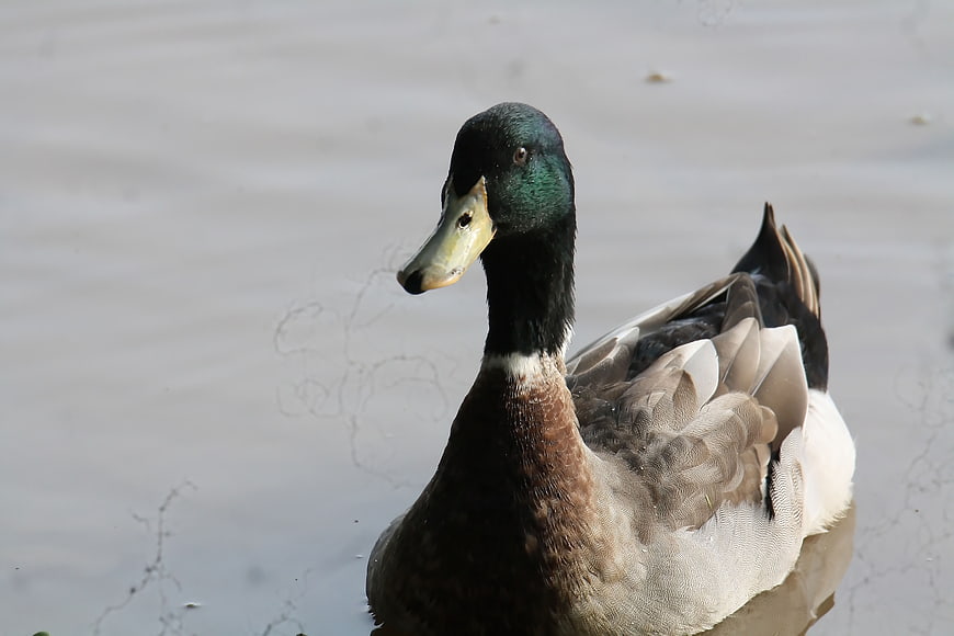Male Mallard Duck Swimming in Calm Water