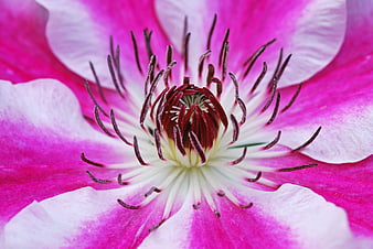 Macro Close-Up of Pink and White Clematis Flower Center