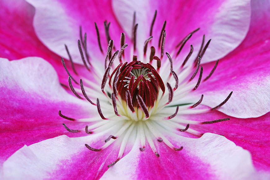 Macro Close-Up of Pink and White Clematis Flower Center