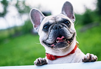Happy French Bulldog Portrait Outdoors