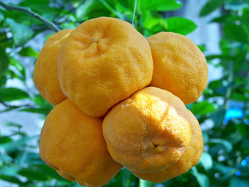 Cluster of ripe oranges hanging on a tree branch