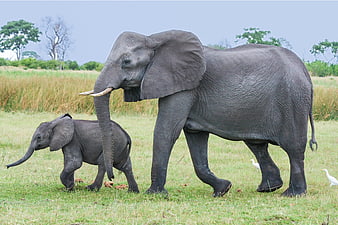 Mother African Elephant and Calf Walking in Savanna