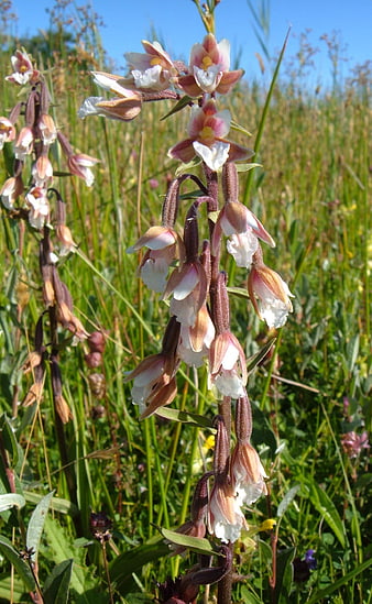 Marsh Helleborine Orchid in Wild Meadow