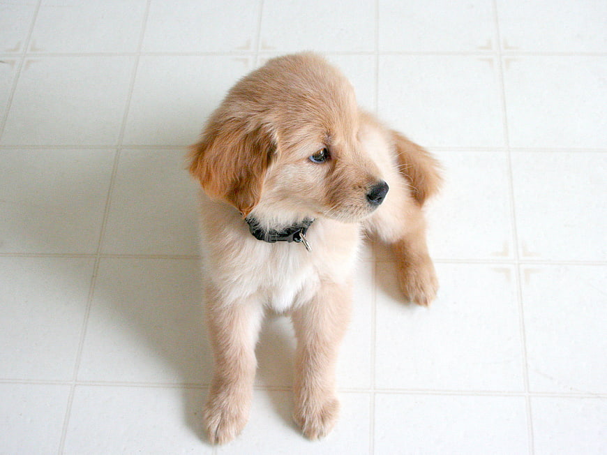 Cute Golden Retriever Puppy on White Tile Floor