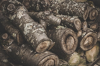 Stack of weathered birch logs with lichen texture