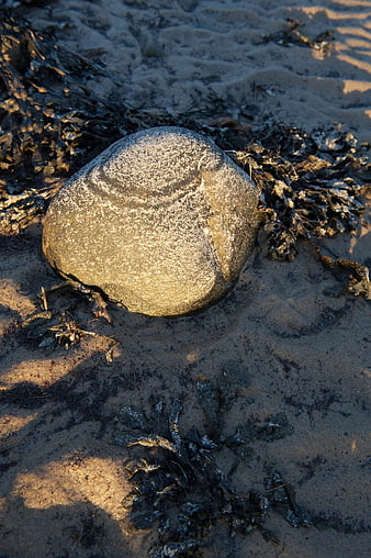 Smooth Round Stone on Sandy Beach with Seaweed