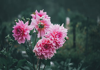 Pink Dahlia Flowers in a Garden