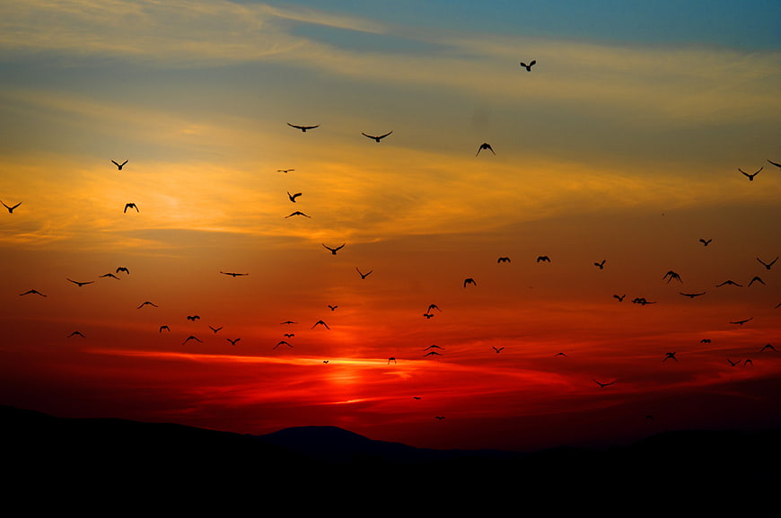Silhouetted Birds Flying Over Mountains at Vibrant Sunset