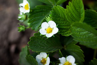 Close-up of white strawberry flowers with green leaves