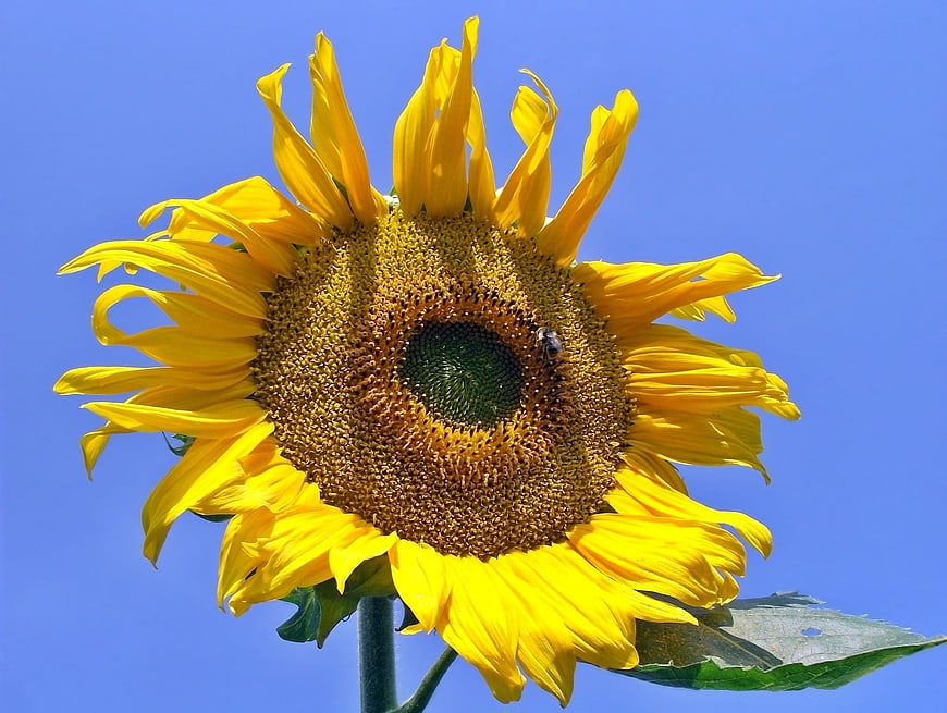 Vibrant Sunflower Close-Up Against Clear Blue Sky