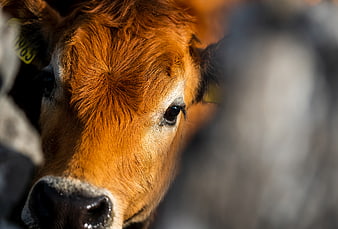Close-up Portrait of a Curious Brown Calf