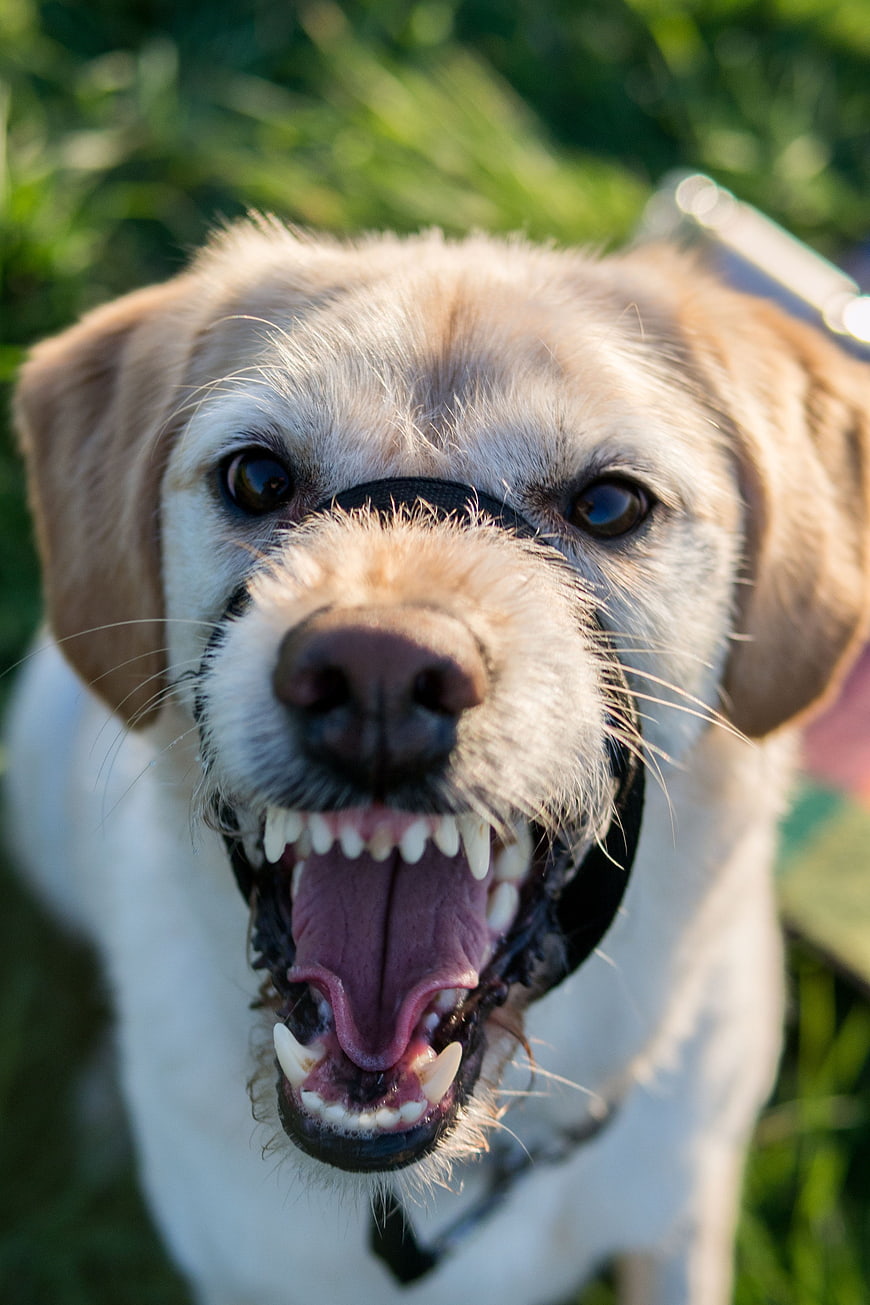 Close-up of a dog wearing a muzzle with teeth showing