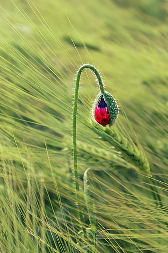 Red Poppy Bud in Green Wheat Field