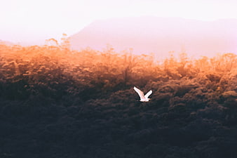 White bird flying over forest at golden hour